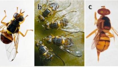 La mouche orientale des fruits est répandue dans les pays chauds d