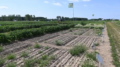 Dans un contexte de suppression de matières actives, le secteur phytopharmaceutique teste différents produits et combinaison de matières actives.