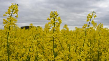 Le semis du colza d’hiver constitue une étape importante permettant de donner un bon départ à la culture pleine de promesses.