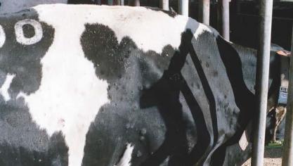Cette maladie est reconnaissable notamment par les nodules cutanés qui se forment sur l’animal.