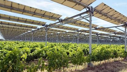 Chez Martine et Pierre Escudié,  ce sont pas moins de 7,5 ha de panneaux photovoltaïques qui ont été installés  afin de protéger la vigne.