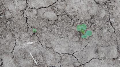 Les plantes levées sont majoritairement au stade cotylédons étalés (BBCH10).