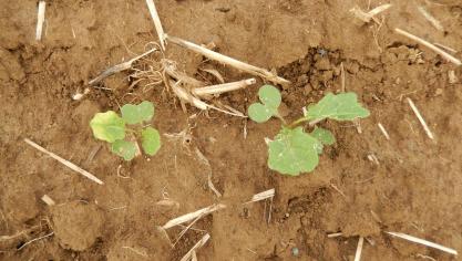 La légère décoloration d’une feuille de colza suite à l’utilisation de la clomazone en pré-levée et des pluies reçues après le traitement herbicideest un blanchiment passager, sans gravité, mais bien reconnaissable.