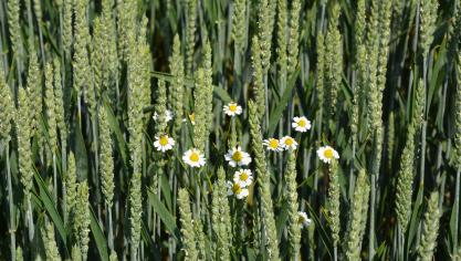 La majorité des variétés testées pour le Livre Blanc sont des variétés de qualité panifiable  afin de répondre à une demande croissante pour le froment panifiable biologique.