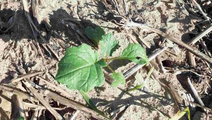 Même si les températures sont plus faibles actuellement, il faut continuer à surveiller les altises adultes avant les pontes d’œufs à la base des plantes de colza d’hiver.