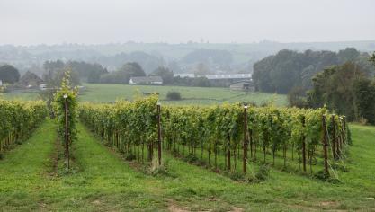 Des régions comme la Belgique, le sud de l’Angleterre ou la Pologne apparaissent comme les nouveaux bastions du vin européen.