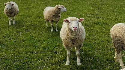 mouton