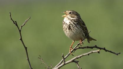 Le bruant proyer (Emberiza calendra), oiseau des champs emblématique  de nos territoires, enregistre un taux de déclin de 12,7 % par an depuis 2007.