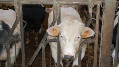 La contamination a surtout des conséquences sur le transport de bovins, ovins et caprins vers d’autres États membres.