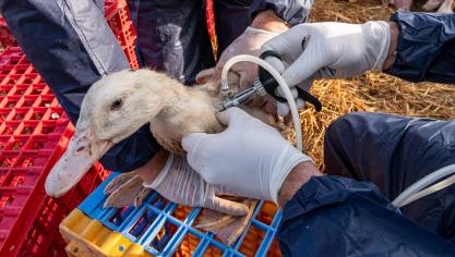 En France, il a  fallu convaincre  du bien-fondé de  la vaccination  pour lutter contre  la grippe aviaire.