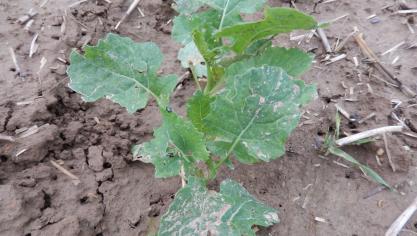 Il y a peu de nouvelles morsures d’altises sur les feuilles. Les plus petits colzas sont à surveiller.