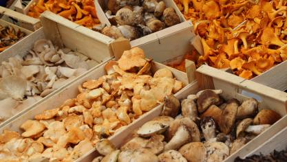 mushrooms-523629