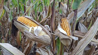 L’état sanitaire des variétés recommandées reste satisfaisant au niveau des épis.
