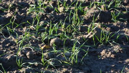 Le seuil d’intervention pour un traitement insecticide est atteint lorsque 10 % de plantes sont colonisées par au moins un puceron.