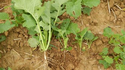Sur les parcelles irrégulières, différents stades du colza avec développement du feuillage et du pivot racinaire sont observés.