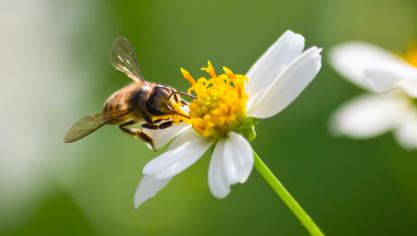 En Belgique, environ 15% des espèces ont déjà disparu depuis le début des mesures, principalement à cause du remembrement agricole après la Seconde Guerre mondiale.