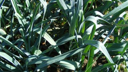 La densité de la population et la configuration de la parcelle sont deux aspects de l'aération du feuillage et la prévention de maladies foliaires.