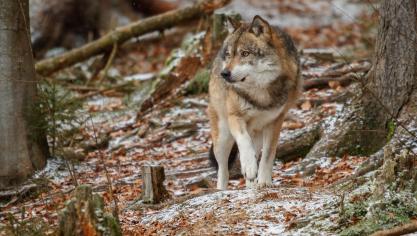 le-loup-eurasien-se-tient-dans-l-habitat-naturel-de-la-foret-bavaroise