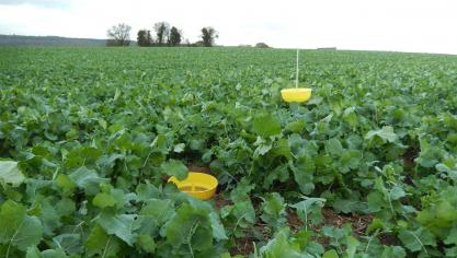 Le colza d’hiver présente, en général, un très bon développement compris entre 6 et 9 très grandes feuilles.