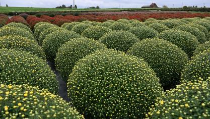 L’entièreté du mois d’octobre et la moitié du mois de novembre sont dédiés aux chrysanthèmes, qui fleurissent durant six ou sept semaines.