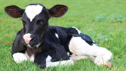 La Belgique ambitionnait de déposer sa demande de statut indemne pour 2027. Cette échéance est désormais repoussée à 2030.