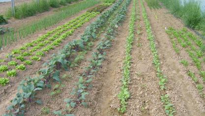 La présence de cultures voisines à proximité immédiate de la zone visée est une contrainte à ne surtout pas négliger avant de se lancer dans une utilisation d'un pulvérisateur.