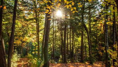 Les forêts jouent moins bien leur fonction de puits de carbone, à cause du réchauffement climatique.