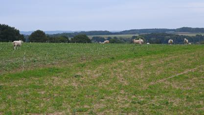 Les fils, bientôt de l’histoire ancienne avec la clôture virtuelle ? En tout cas, cette technologie s’avère prometteuse selon le Crédit agricole.