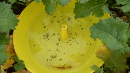 Les conditions pluvieuses et venteuses entrecoupées d’éclaircies ont été peu favorables aux vols d’insectes, au cours de la semaine écoulée.