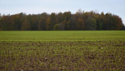Avec le retour de quelques jours de météo plus favorable, l’activité des pucerons latents pourrait toutefois reprendre. Surveillez vos jeunes emblavures de froment.