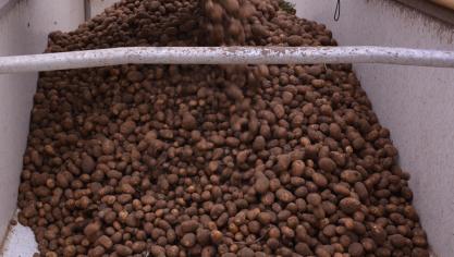 La surface dédiée aux pommes de terre a, notamment, été boostée par la météo printanière.