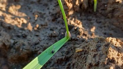 À ce stade de la saison, il est important de rappeler qu’au vu de la faible rémanence des insecticides, rien ne sert de traiter trop tôt.