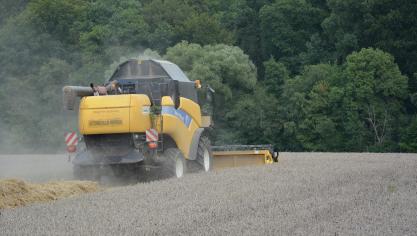 La production de froment a grimpé de 57% en un an!