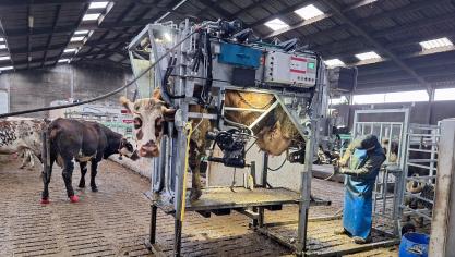 Lors d’une enquête dans le Hainaut, près de 60 % des éleveurs sondés ont indiqué avoir déjà été confrontés à la maladie.