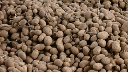 La germination est particulièrement précoce cette année, et les gazages ont déjà commencé.