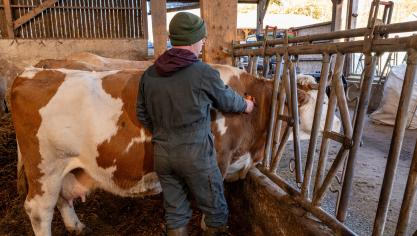 L’année prochaine, il n’est pas prévu d’avoir une campagne de vaccination obligatoire contre la FCO et la MHE. Néanmoins, les experts conseillent vivement de continuer ces traitements afin de protéger les cheptels.
