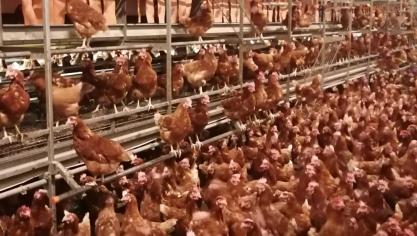 L’éleveur a opté pour un système en étagères et pour des Led blanches et rouges à l’intérieur de son bâtiment.