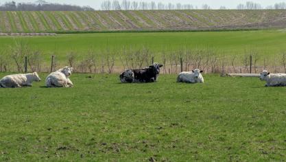 gros-plan-de-vaches-fice-au-repos-dans-un-champ-vert-avec-des-champs-et-des-arbr