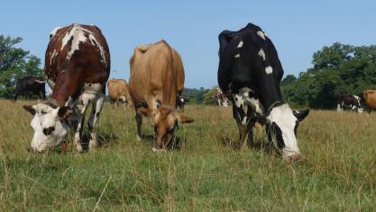 Un croisement réalisé sur ces trois races : Jersiaise, Holstein et Normande.