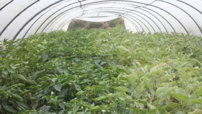 C'est entre deux saisons de culture que la serre peut être nettoyée le plus facilement. Cela permet d’éliminer les débris végétaux qui hébergent des oeufs de ravageurs et des spores de maladies.