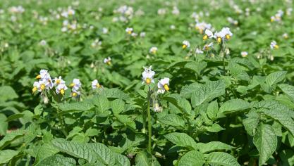Avec 7% d’emblavements supplémentaires et des rendements supérieurs à hauteur de 5%, la production globale de pommes de terre s’évalue à 10% de plus qu’en 2024.