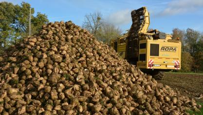 La betterave, longtemps pilier du modèle agricole wallon, se retrouve à un moment charnière.