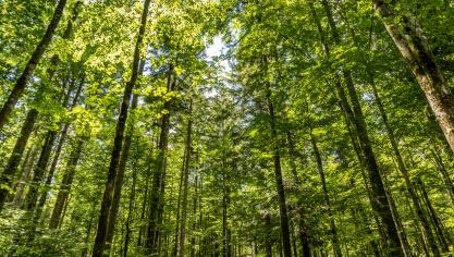 Suite au vote, les ONG environnementales ont dénoncé un enchaînement de renoncements.