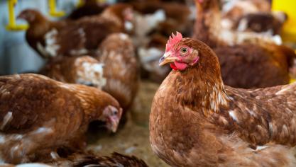 Le ton est monté au parlement lorsque les élus ont abordé ce qui est devenu le symbole de l’obsolescence du cadre réglementaire : la teneur maximale en eau des viandes de volaille.