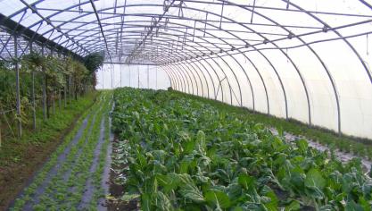 Les tuyaux d'irrigation sont à nettoyer pour enlever les dépôts minéraux et déloger les biofilms accumulés. Deux objectifs recourant à des produits complémentaires à utiliser l'un après l'autre.