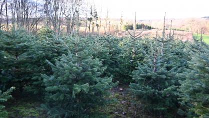 Depuis 35 ans, le ferme Dubois propose des sapins de Noël. Le Nordmann reste la préférence de la clientèle.