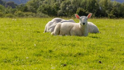 Les corapporteurs regrettent que  la commission se retranche uniquement derrière un chiffre symbolique  de 2.000 milliards € aux prix courants.