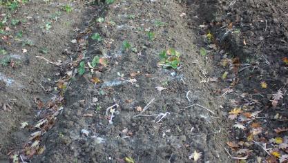 Les ados peuvent être plantés bien avant les conditions hivernales. Sur cette photo, se trouvent une plantation de fraisiers et une plantation d'ail d'automne non encore levée. Pour ces cultures, il importe que les racines ne soient pas installées dans un sol qui risque d'être gorgé d'eau durant une longue période.