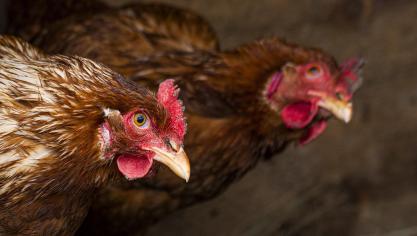 En comptant ce nouveau foyer, des foyers ont déjà été détectés cet automne dans dix élevages de volailles et chez deux éleveurs amateurs.