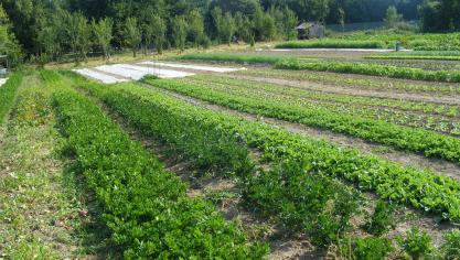 L'organisation des parcelles permet de rationaliser les besoins en main-d'œuvre.